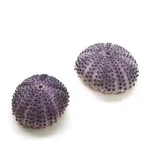 Real Sea Urchin Shell Purple RAINBOWCRAFT Earrings